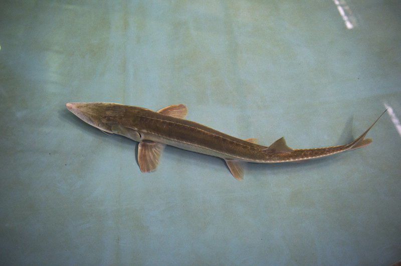 Hatchery officials hope new tanks will help reproduction of endangered pallid sturgeon
